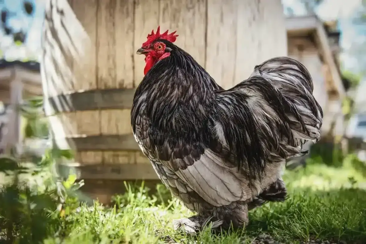 Gruby kogut rasy Brahma, często uważanej za najlepszą rasę kur niosek, dumnie prezentuje swoje pióra na tle drewnianej beczki.