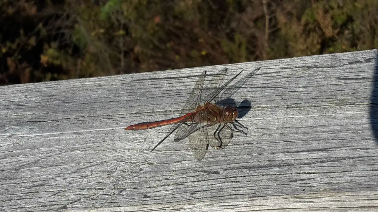 Eine rote Libelle ruht auf verwittertem Holz. Keine Sorge, Libellen stechen nicht!