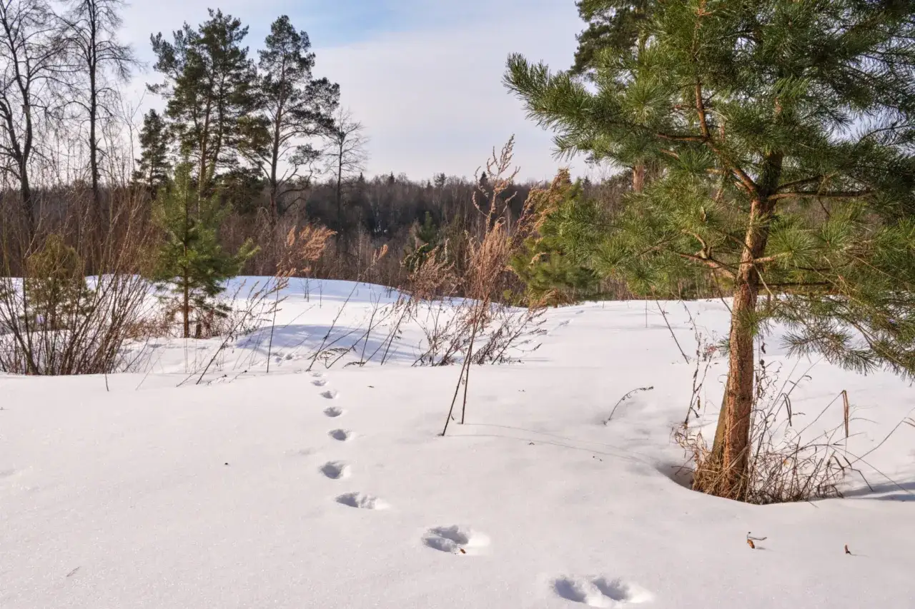 Empreinte animaux montagne : des traces dans la neige d'un petit animal traversant un paysage hivernal bois&eacute;.