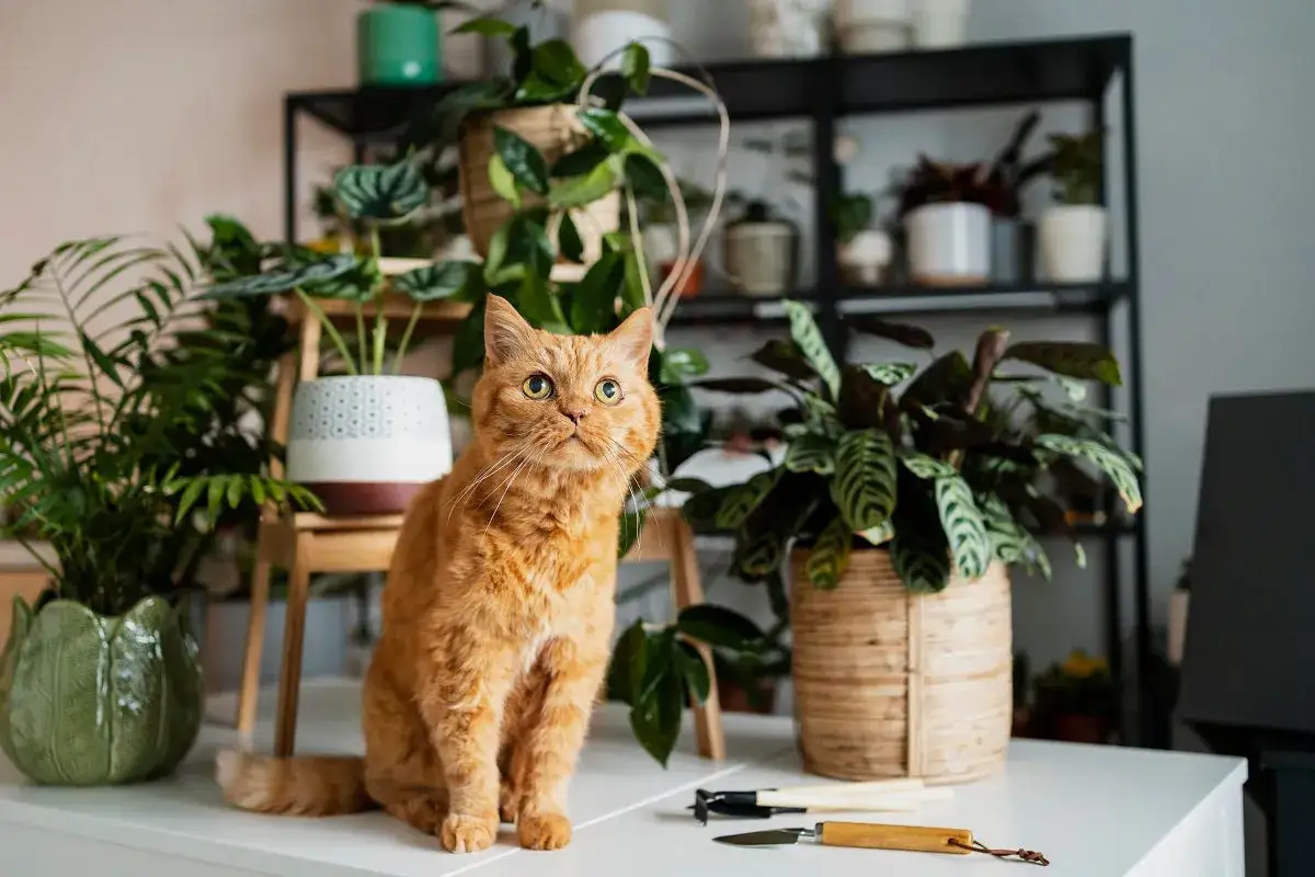 Un chat roux curieux est assis parmi de nombreuses plantes vertes. Il semble surveiller la **plante chat** qui pousse à côté de lui.