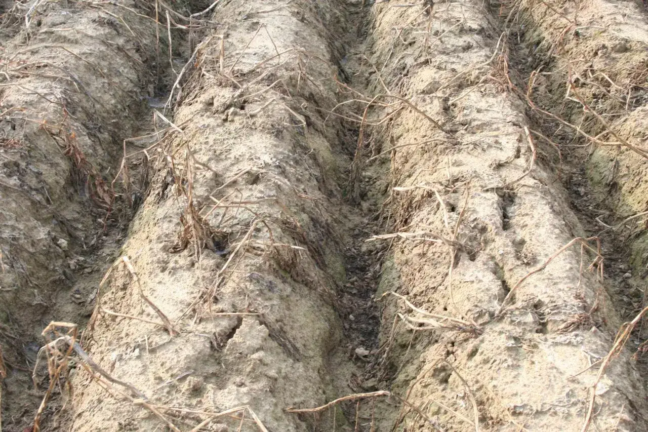 Grządki po zbiorach, z resztkami roślinności. Gleba przygotowana pod przyszłe uprawy, być może z użyciem środka chloropiryfos 480 ec.