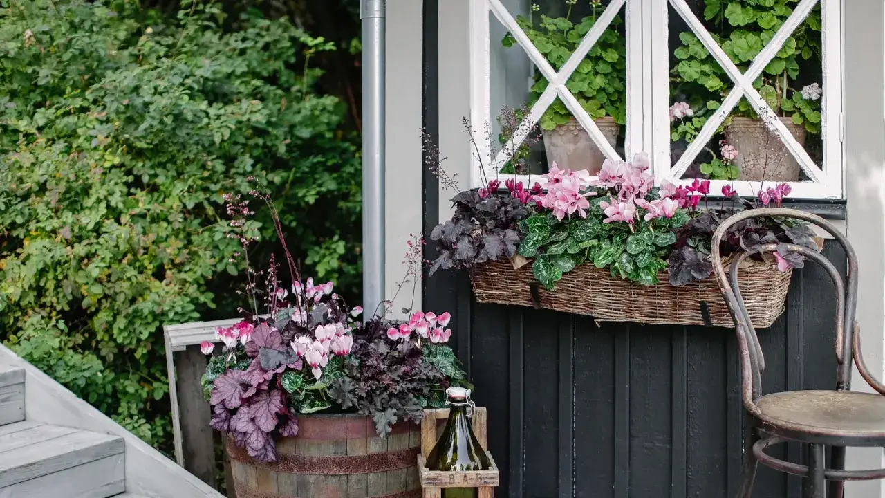 Vacker cyklamen blomma i korg och tunna, omgiven av grönska. En inbjudande hörna vid huset.