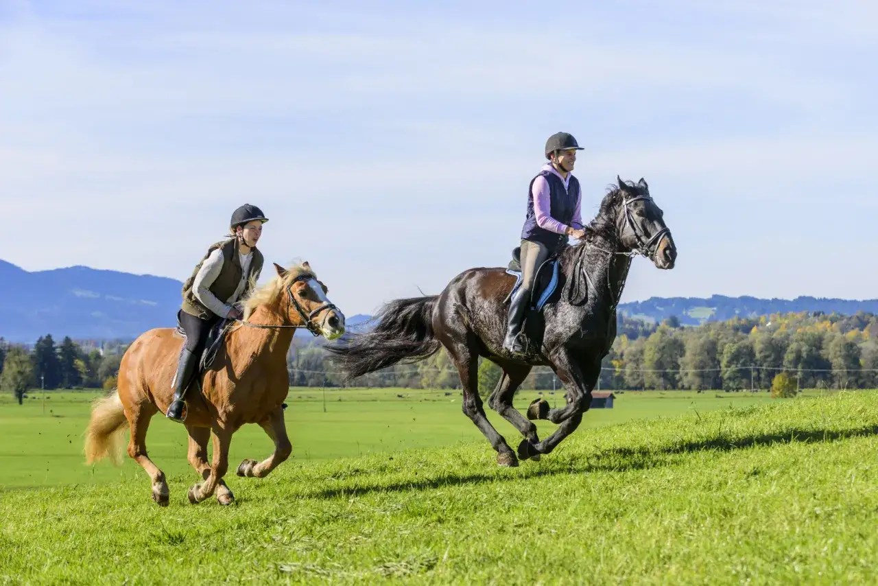 Wymagania na kurs instruktora jeździectwa