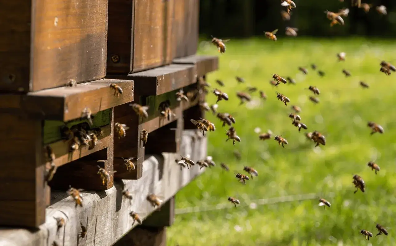 Des abeilles bourdonnent autour d'une ruche en bois. Avoir une ruche chez soi, c'est un spectacle fascinant de la nature en action.