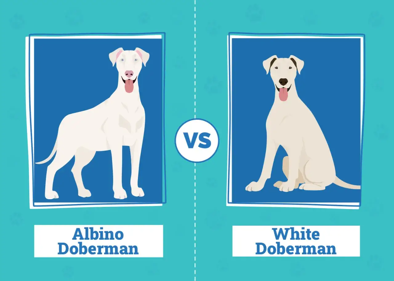 Dwa dobermany: po lewej albinos z błękitnymi oczami, po prawej biały z brązowymi znaczeniami.