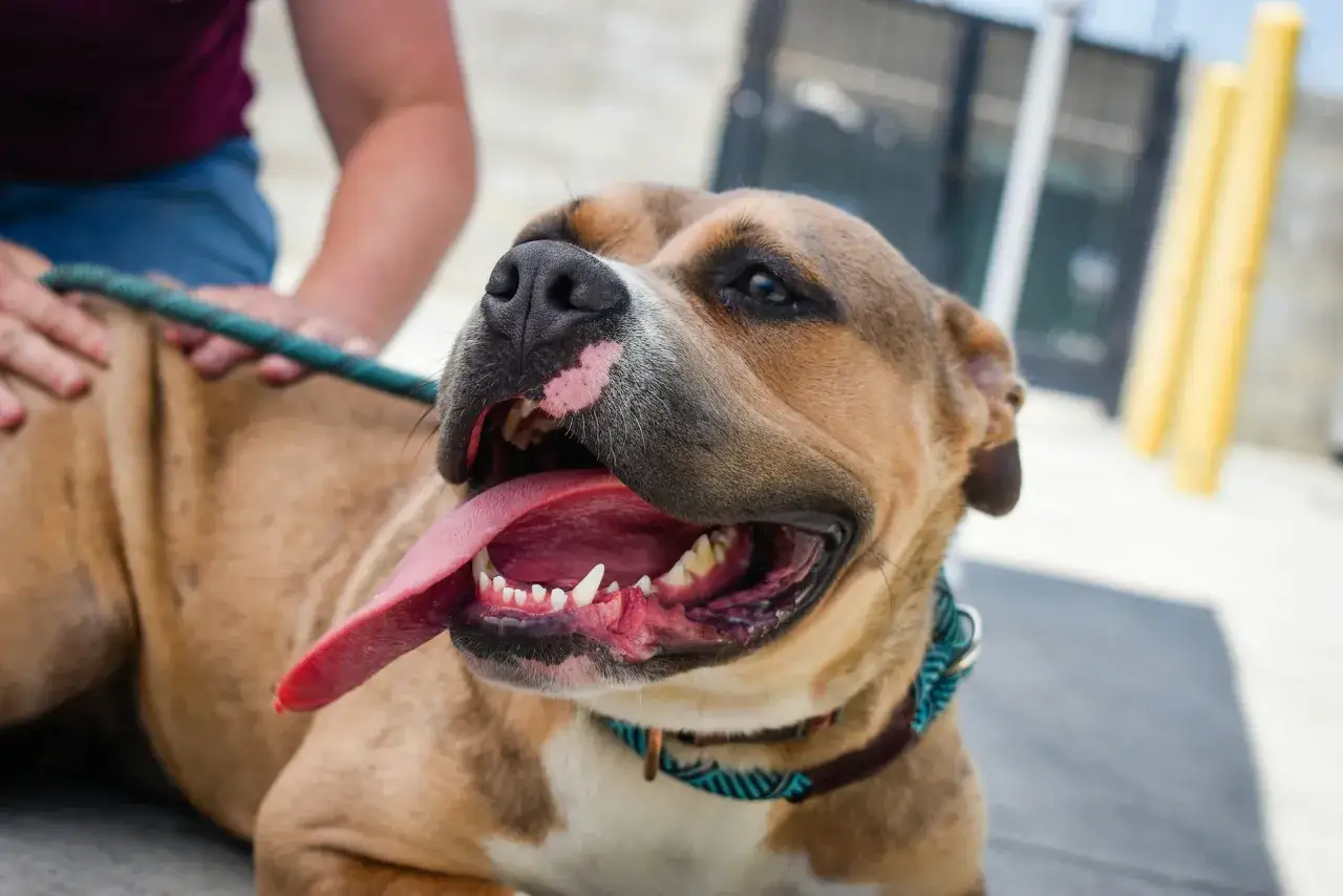 Uśmiechnięty pit bull red nose z wystawionym językiem, głaskany przez człowieka.