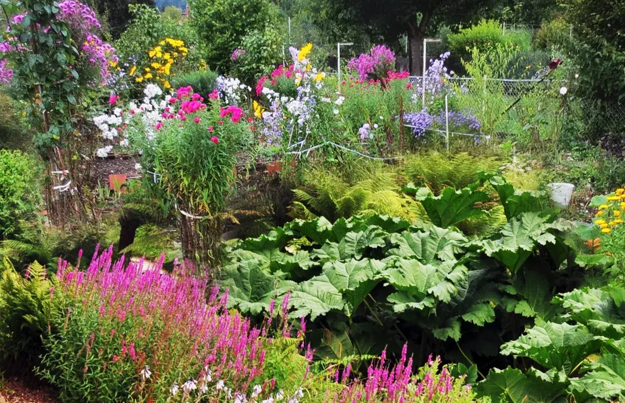 Un jardin luxuriant avec des fleurs &agrave; planter en ce moment : asters roses, digitales, foug&egrave;res et grandes feuilles vertes.