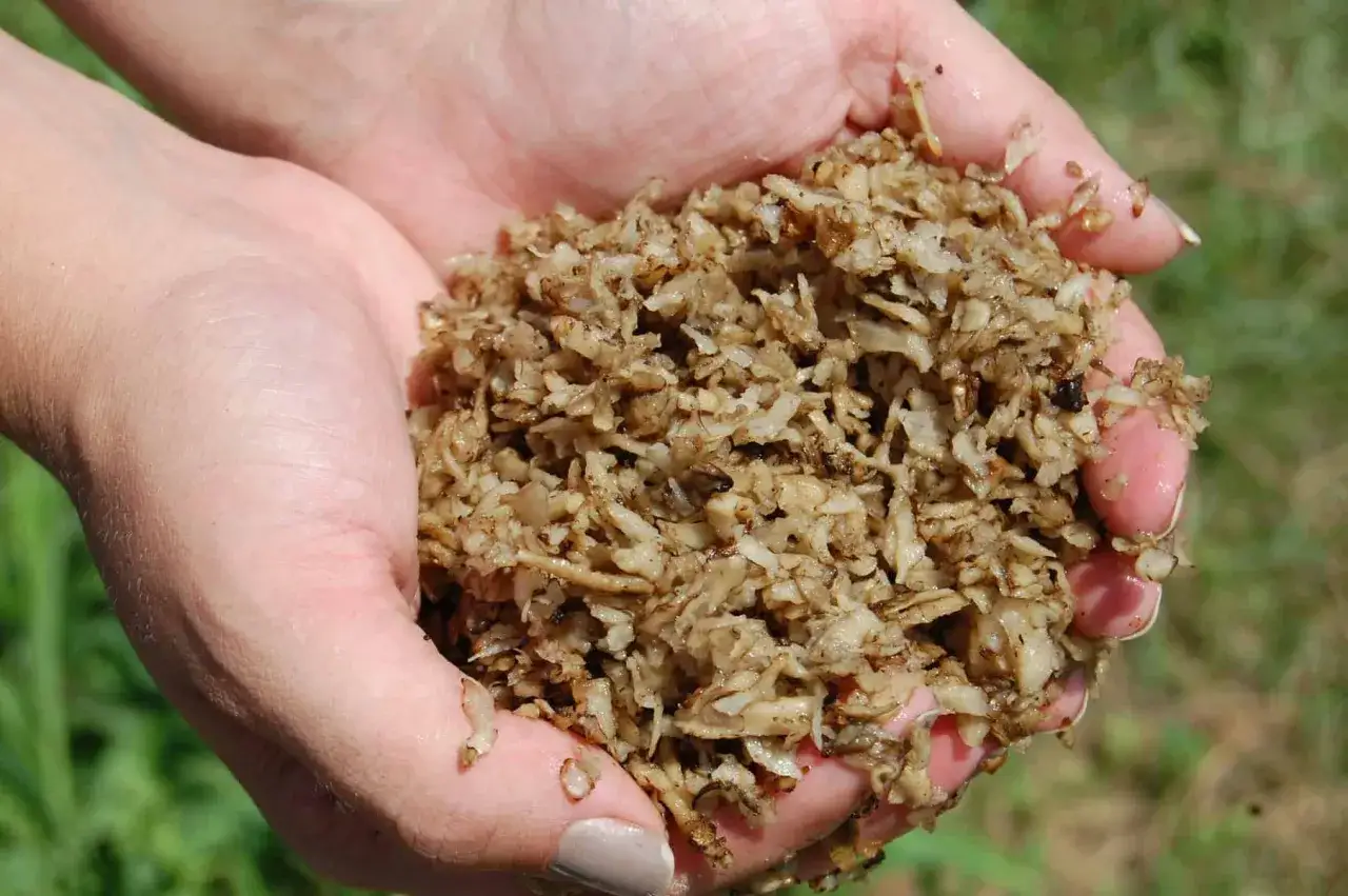 Mains tenant une poignée de pulpe de betterave cheval, un aliment nutritif pour les équidés.