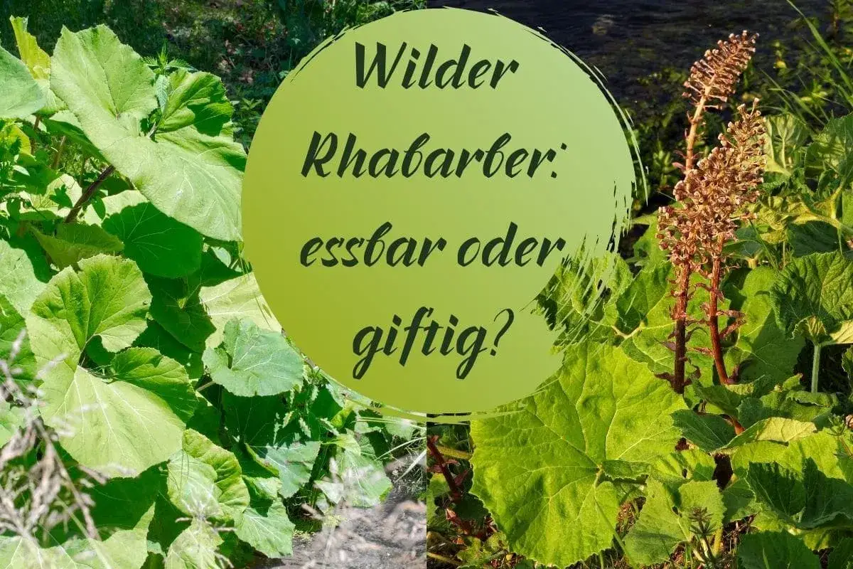 Grüne Blätter und braune Blütenstände. Wilder Rhabarber: essbar oder giftig? Die Frage beschäftigt Naturfreunde.