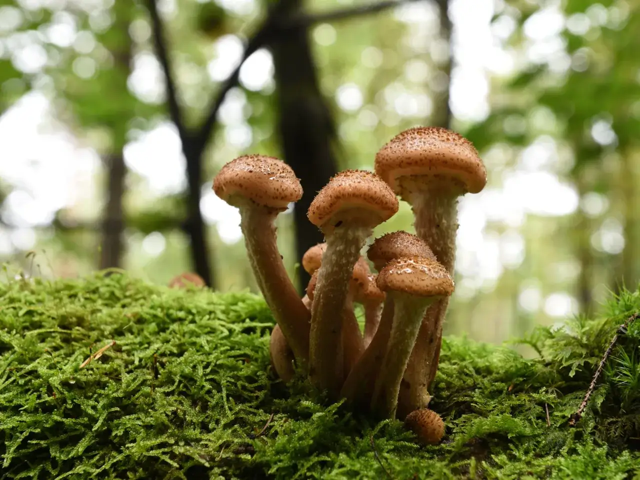 Ein B&uuml;ndel hallimasch Pilze w&auml;chst auf moosbewachsenem Holz im Wald.
