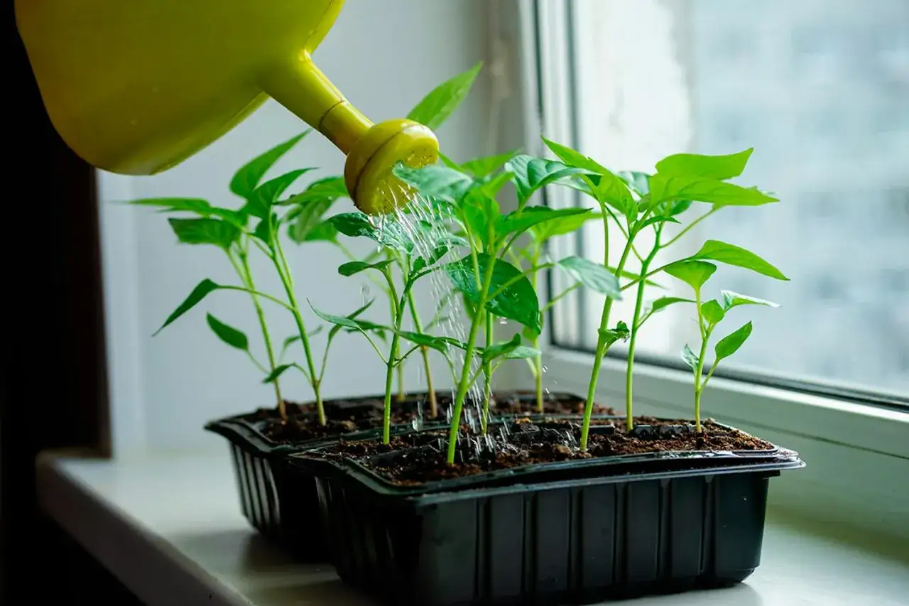 Vattenkanna vattnar små paprikaplantor i fönsterkarmen. En perfekt start för att odla paprika inomhus.
