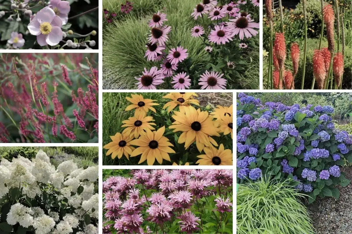Sierpień w ogrodzie: r&oacute;żowe zawilce, jeż&oacute;wki, rudbekie, hortensje, monarda i inne kwiaty.
