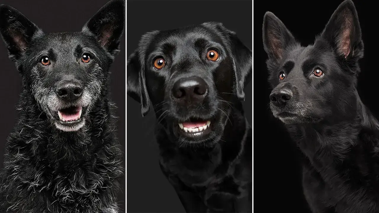 Tres perros negros, cada uno con una expresi&oacute;n &uacute;nica, como si so&ntilde;ar con perro negro fuera una realidad.