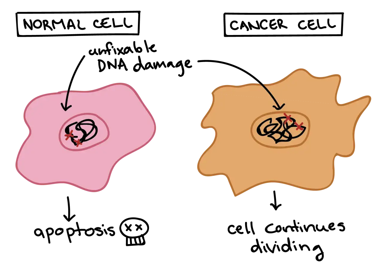 Komórka normalna z uszkodzonym DNA ulega apoptozie. Komórka nowotworowa, czyli rak, z nieuleczalnym uszkodzeniem DNA, dzieli się bez końca.