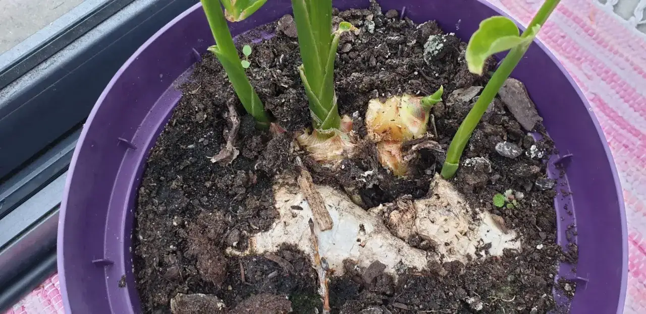 En kruka med en ung ingef&auml;ra planta som v&auml;xer. Rotkn&ouml;len syns tydligt i den m&ouml;rka jorden.