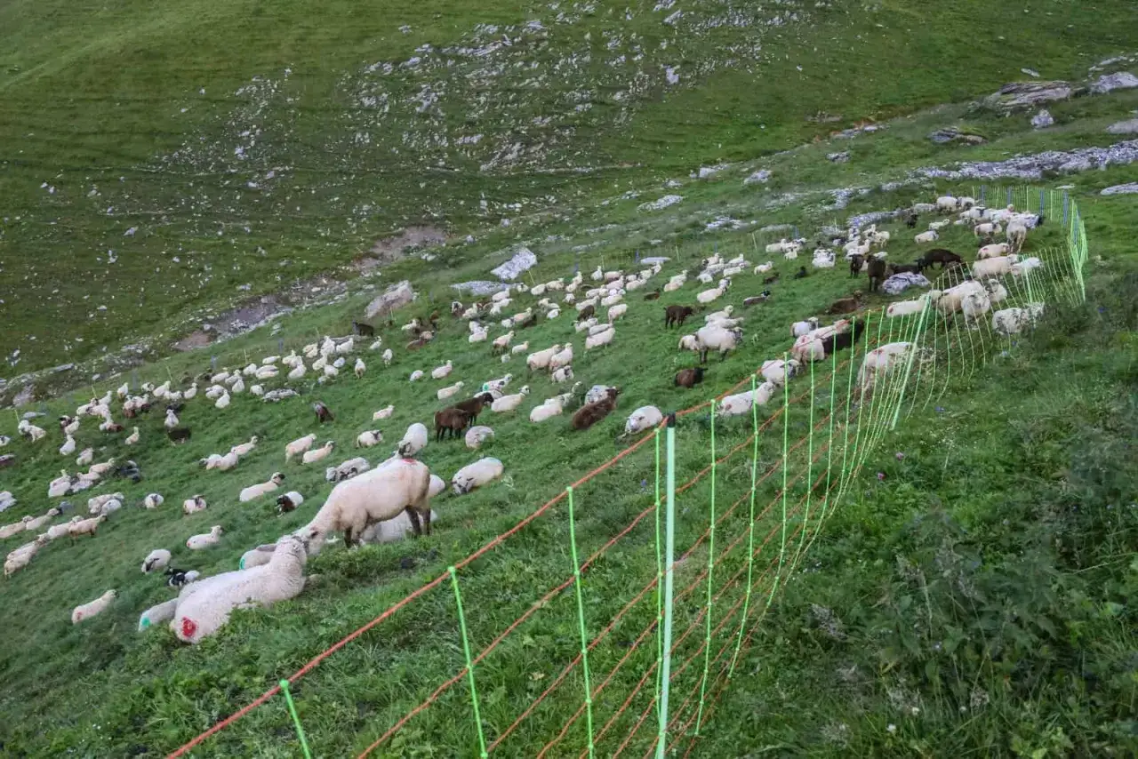 Un gregge di pecore su un prato verde, delimitato da una recinzione virtuale.