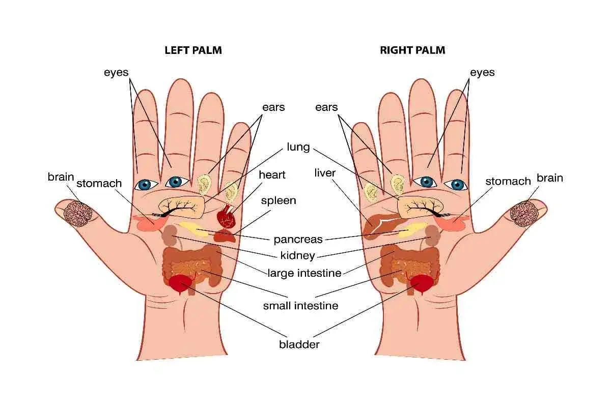Mappa della riflessologia mano: punti riflessi per occhi, orecchie, cervello, stomaco, polmone, cuore, fegato, milza, pancreas, reni, intestino e vescica.