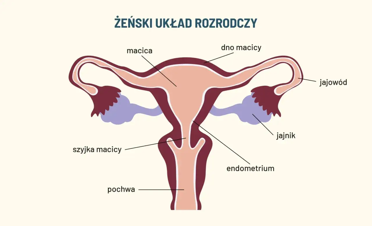 Schemat żeńskiego układu rozrodczego. Widoczna szyjka macicy, która może być dotknięta dysplazją.