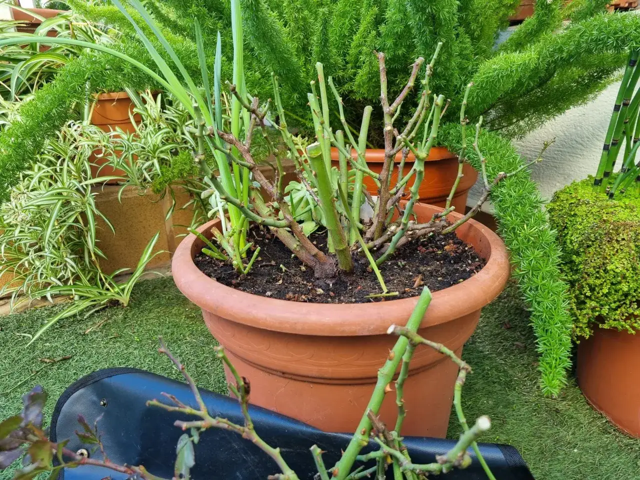 Rosal reci&eacute;n podado en maceta, rodeado de otras plantas verdes. Es el momento ideal cuando se podan los rosales para su crecimiento.