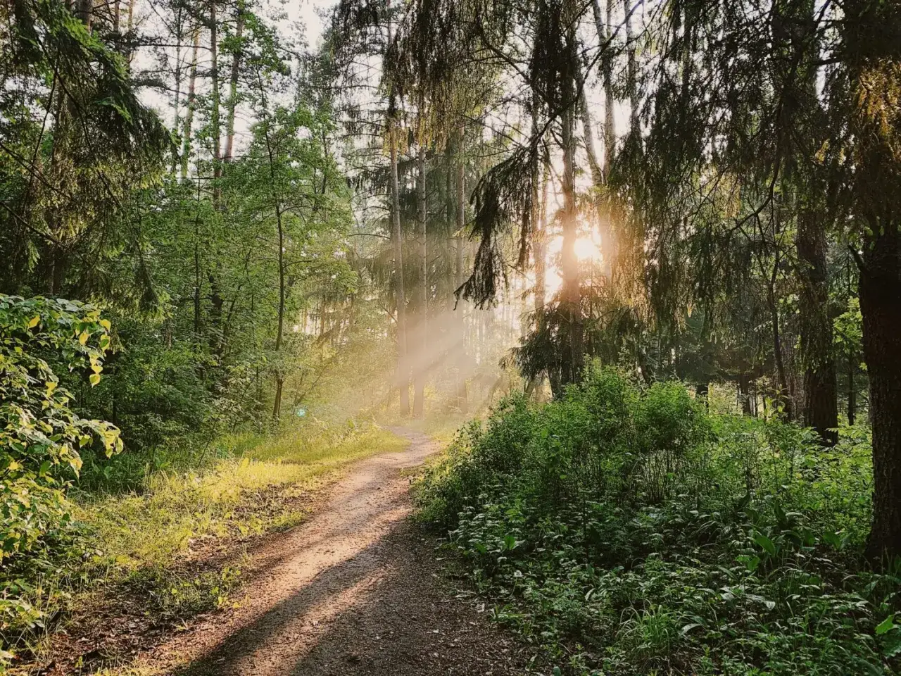 Solstr&aring;lar bryter igenom tr&auml;dkronorna p&aring; en stig vid Hellasg&aring;rden Stockholm.
