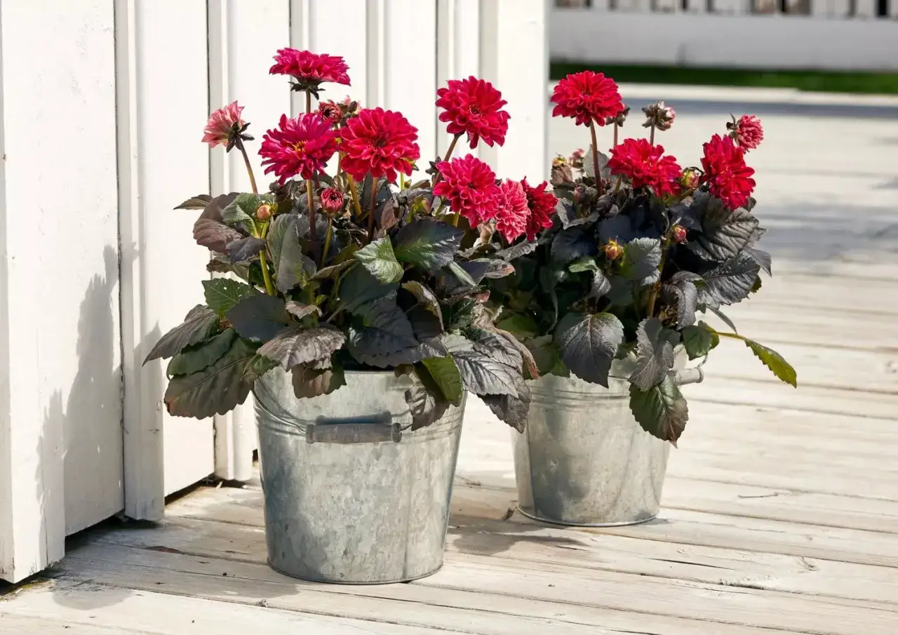 Tv&aring; zinkhinkar med blomstrande dahlia i kruka utomhus. De m&ouml;rka bladen kontrasterar fint mot de ceriser&ouml;da blommorna.