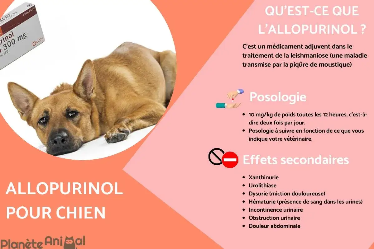 Un chien se repose &agrave; c&ocirc;t&eacute; d'une bo&icirc;te d'Allopurinol. Le texte mentionne les effets secondaires possibles de ce m&eacute;dicament pour chien.