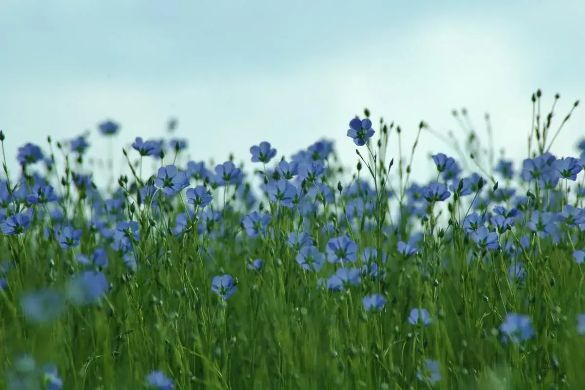 A field of delicate blue flax plant flowers sway gently against a soft blue sky.