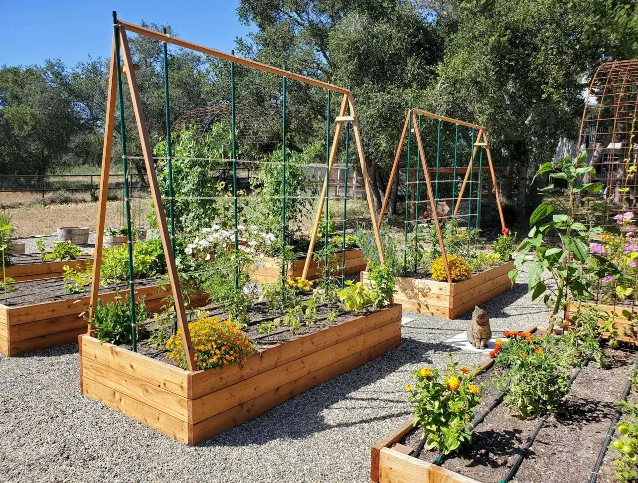 Jardin potager avec plusieurs bacs surélevés, une plantation de tomates bien entretenue, des fleurs et une structure en bois pour soutenir les plantes grimpantes.