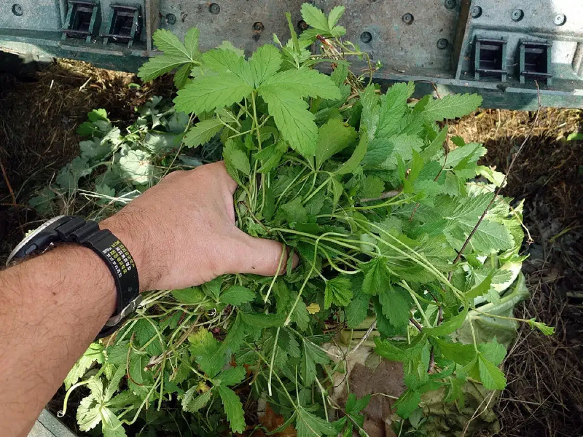 Main tenant, que faire des mauvaises herbes arrach&eacute;es ? Une main tient un tas de verdure fra&icirc;chement arrach&eacute;e, pr&ecirc;te &agrave; &ecirc;tre compost&eacute;e.