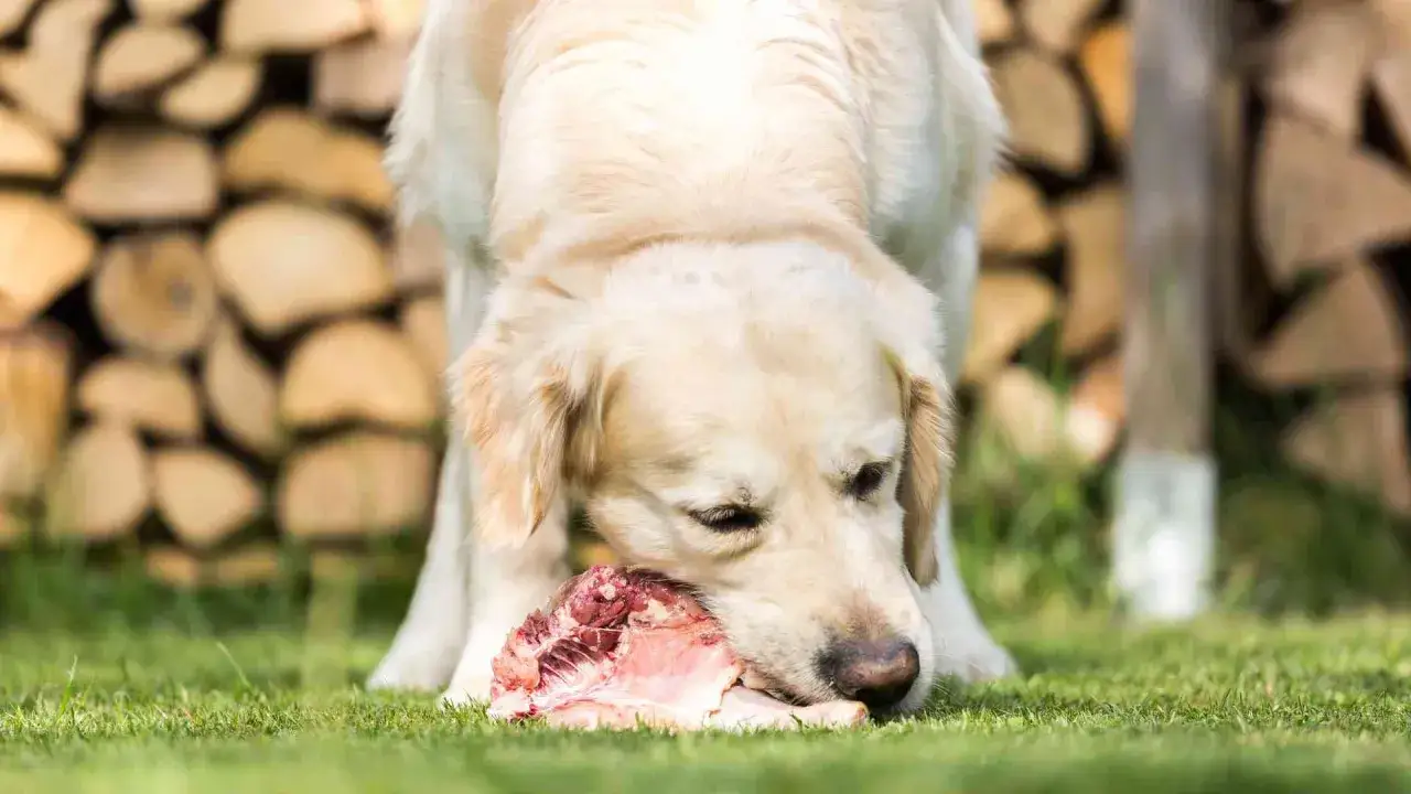 Un golden retriever disfruta de un trozo de carne cruda en el c&eacute;sped. Los perros pueden comer carne cruda, y este parece muy feliz.