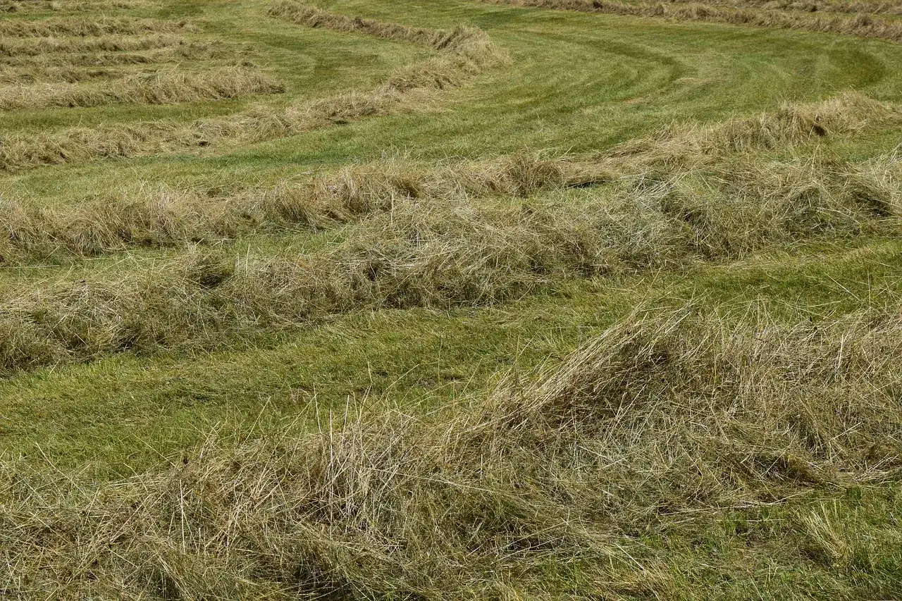 Champ de foin fraîchement coupé, prêt pour le fourrage cheval. Les rangées de chaume dessinent des courbes sur la prairie verte.
