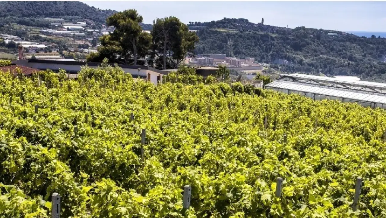 Vigneto rigoglioso su dolci colline, con serre moderne e un borgo in lontananza. Le **terre bianche** promettono un vino dal sapore unico.