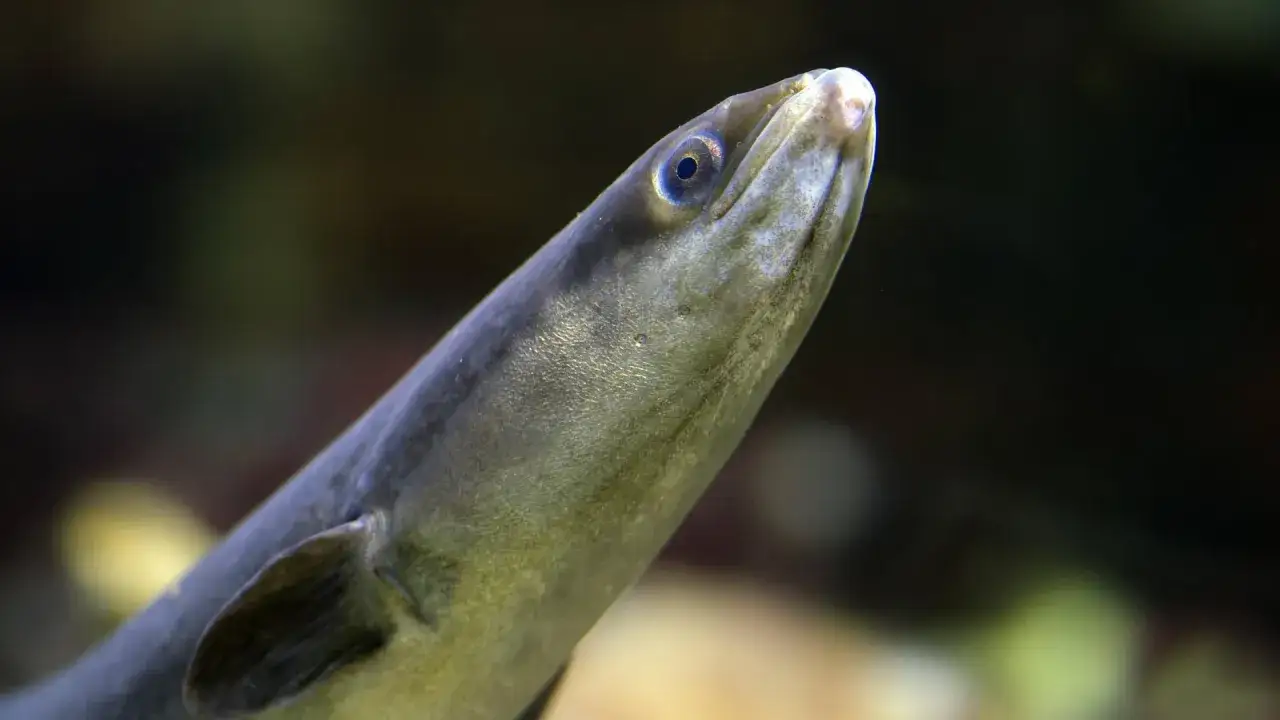Nahaufnahme eines Aals, der neugierig aus dem Dunkel auftaucht. Ja, ist ein Aal ein Fisch, mit seinem schlanken Körper und dem charakteristischen Auge.