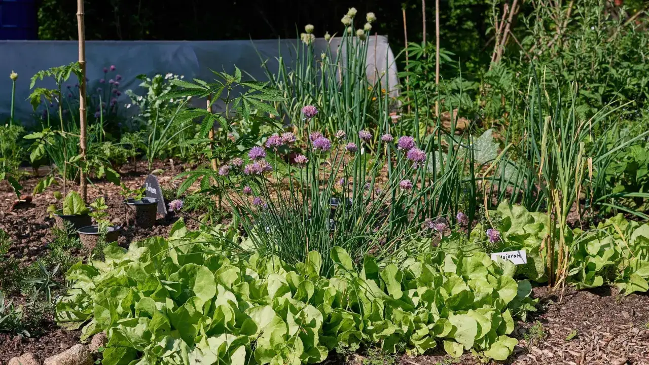 Ein üppiger Garten mit Salat, Schnittlauchblüten und Zwiebeln. Hier sieht man, was man jetzt noch pflanzen kann, um frische Kräuter und Gemüse zu ernten.