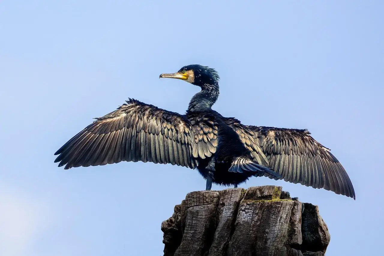 Kormoran z rozpostartymi skrzydłami na pniu. Zastanawiasz się, kormoran ile zjada ryb? To ptak, kt&oacute;ry potrafi zjeść nawet kilkaset gram&oacute;w ryb dziennie.