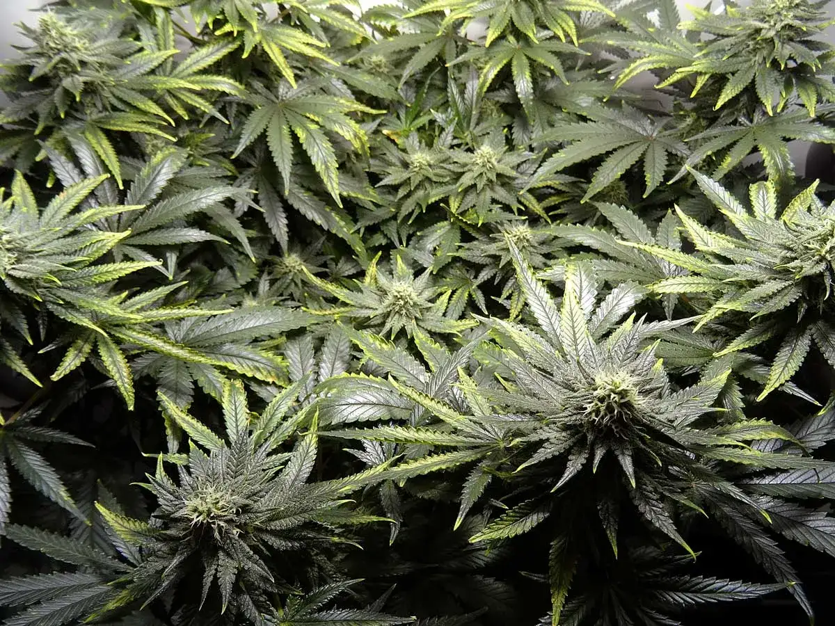 Pianta autofiorente con fioritura bloccata, foglie verdi scure con sfumature gialle, cime in fase iniziale.
