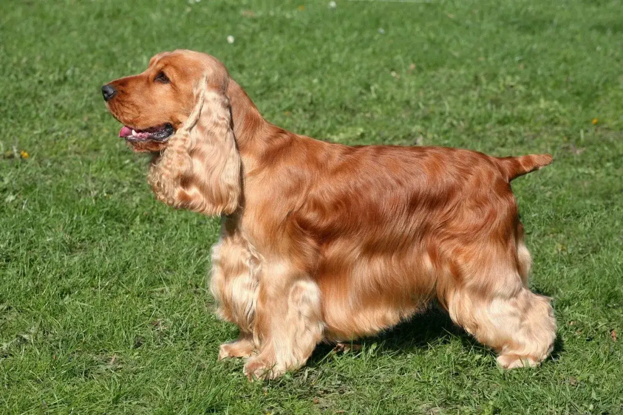 Rudy cocker spaniel angielski, o pięknej sierści i wesołym spojrzeniu, prezentuje swoją idealną wagę na zielonej trawie.