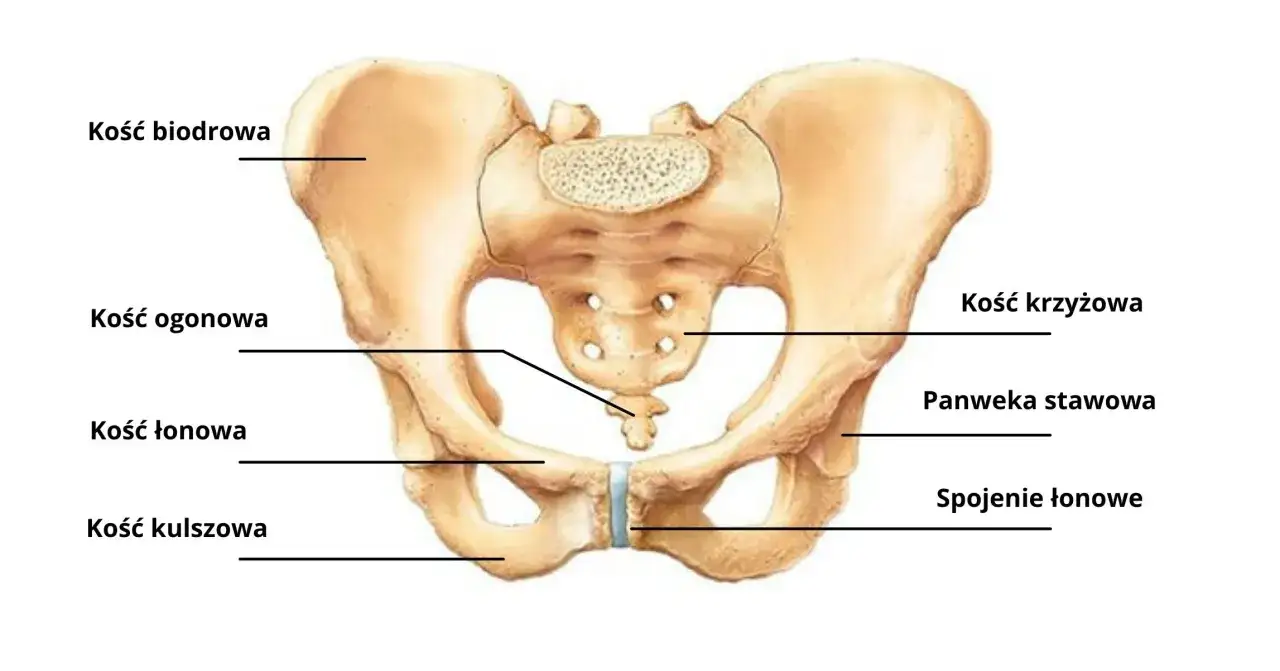 Anatomia miednicy: kość krzyżowa, biodrowa, łonowa, kulszowa, ogonowa, panewka stawowa i spojenie łonowe.