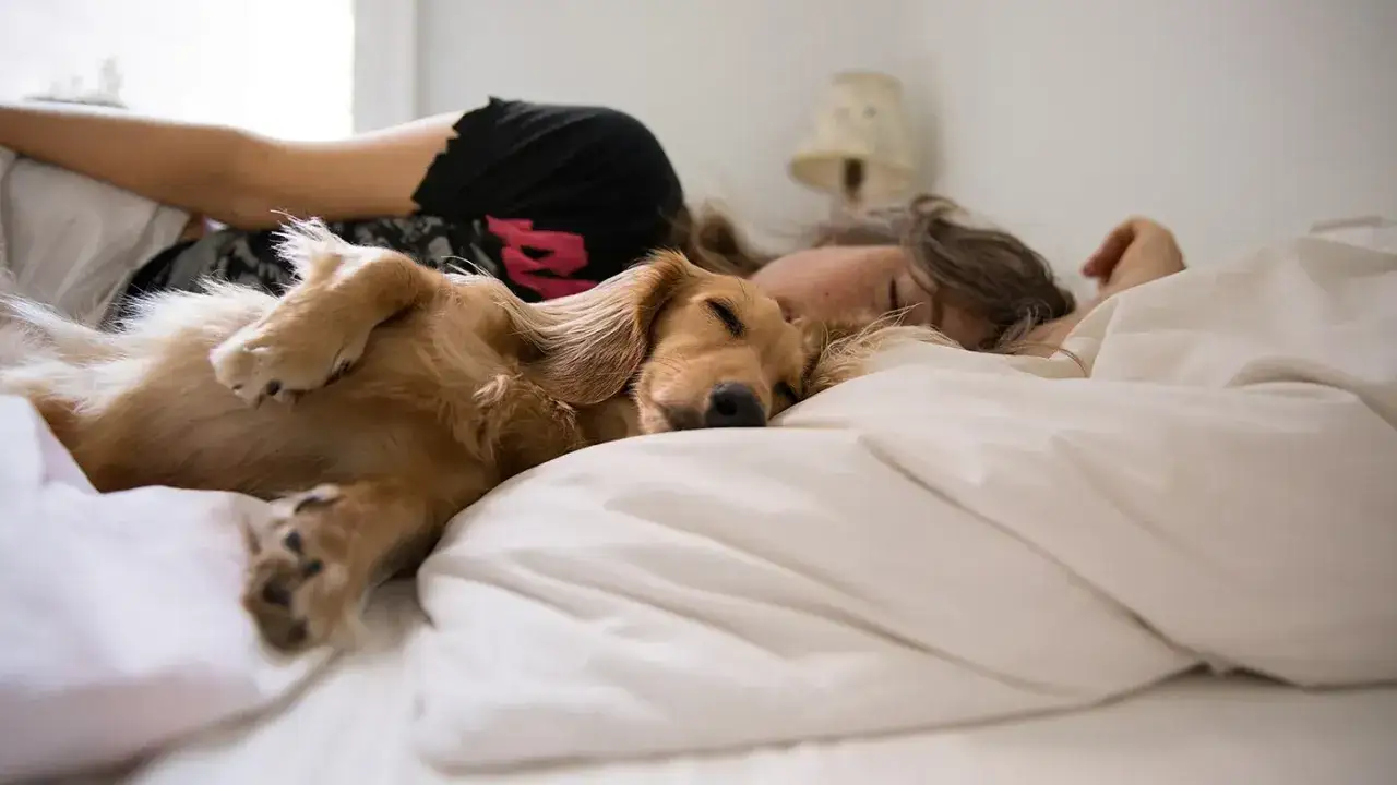 A golden retriever dog sleeps soundly on a bed next to a person, enjoying a cozy nap together.