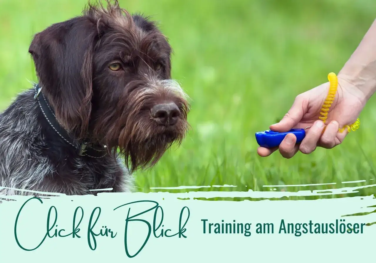 Ein Hund im Blickkontakt mit einem Clicker. Training am Angstaustl&ouml;ser.