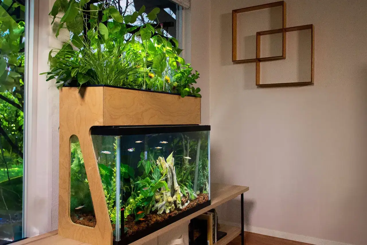 Un aquarium abrite des poissons et des plantes aquatiques, surmonté d'un bac de culture pour l'aquaculture de plantes.