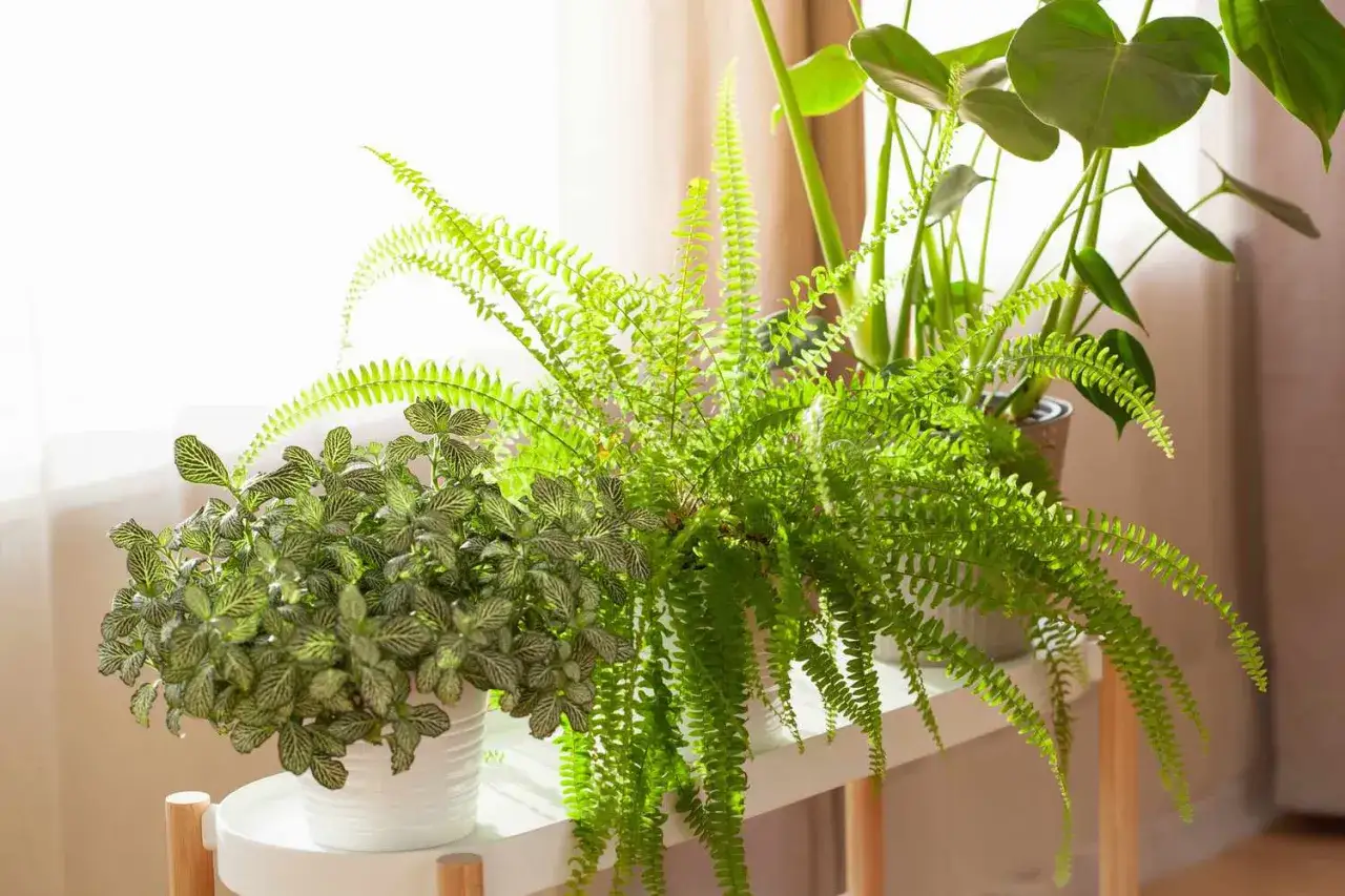 Gröna ormbunkar och andra växter i krukor, en fin lösning för att minska allergi mot blommor inomhus.