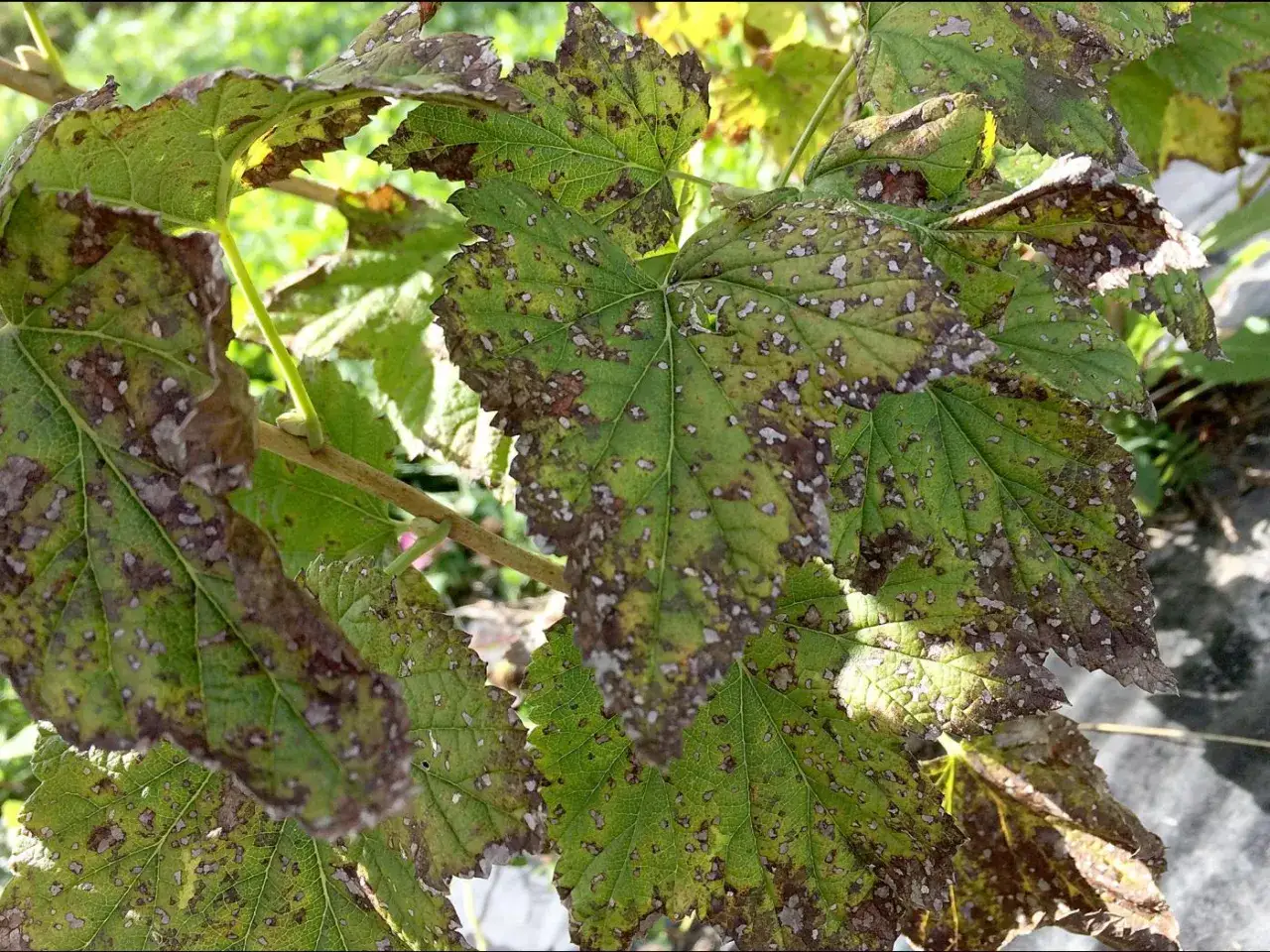 Feuilles de cassissier atteintes par une maladie, pr&eacute;sentant des taches brunes et des zones d&eacute;color&eacute;es, signe d'une possible maladie du cassissier.
