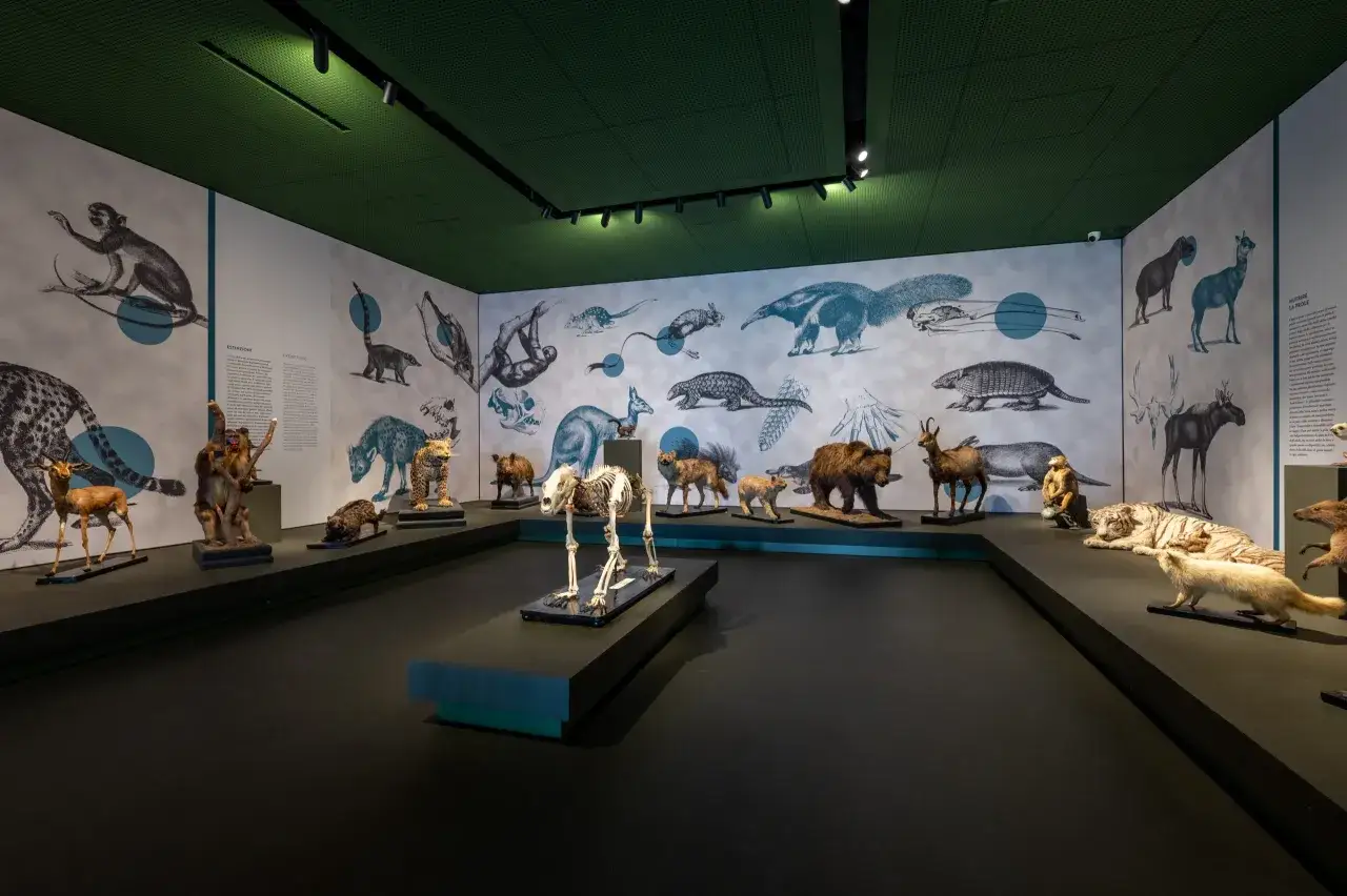 Esposizione di animali tassidermizzati e scheletri in un museo, un'immersione nella biodiversit&agrave; che ricorda i musei a Padova.