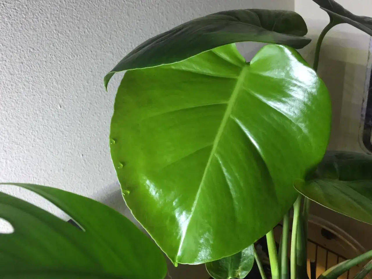 Kiedy monstera płacze, na jej liściach pojawiają się kropelki wody. Zielone, błyszczące liście monstery z kroplami wody na krawędzi.