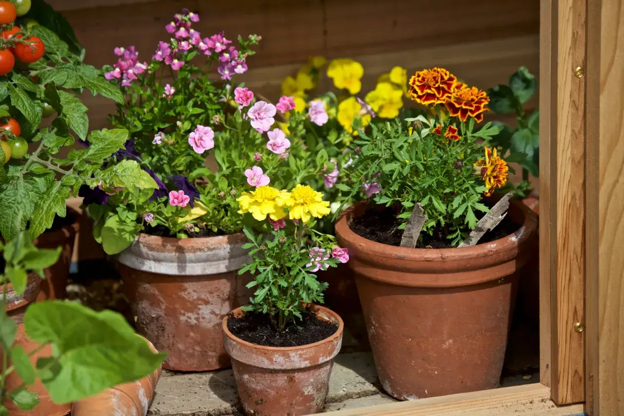 En samling blommor och tomater i terrakottakrukor. En liten blomstermorot i kruka st&aring;r i f&ouml;rgrunden.