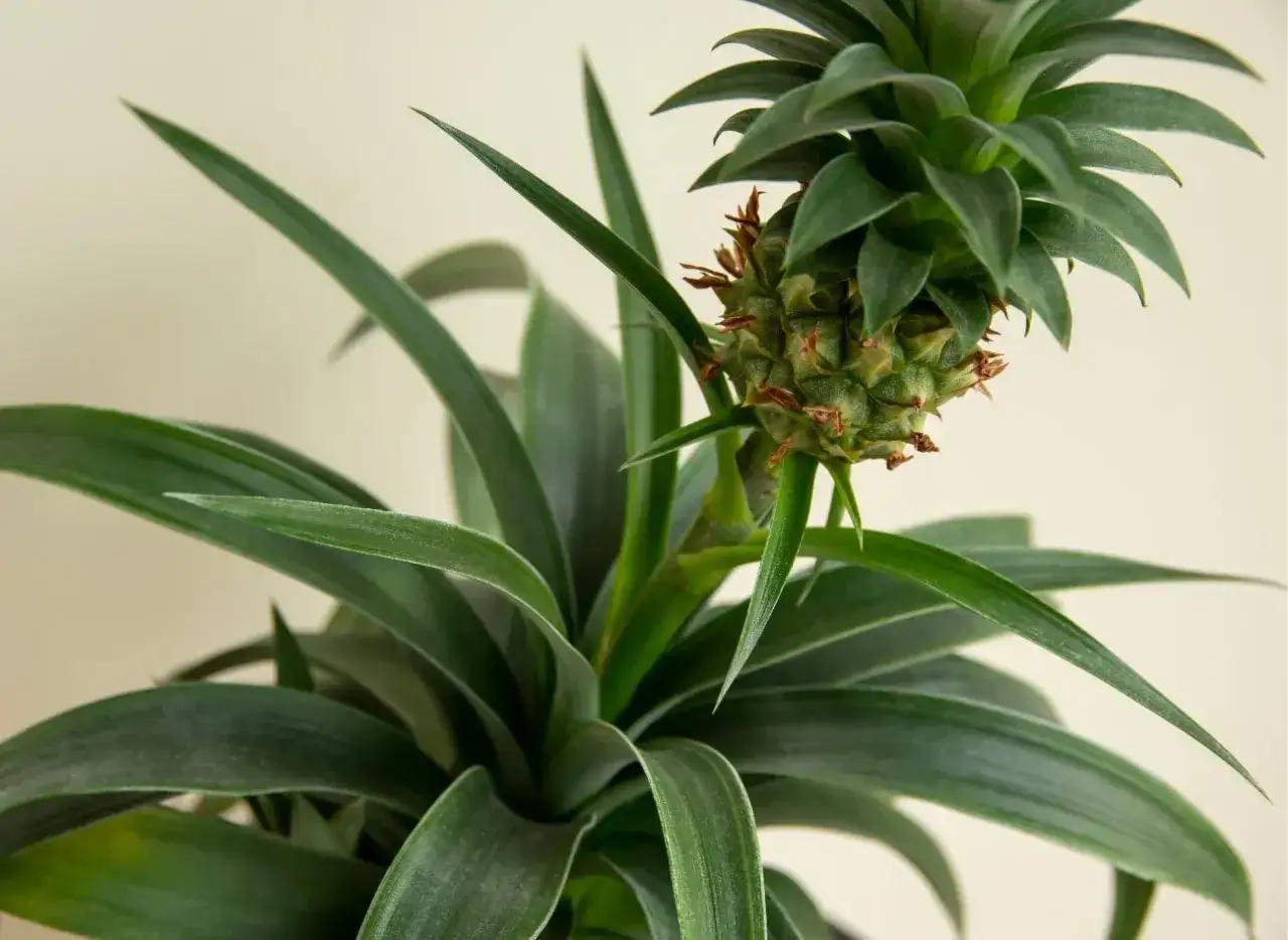 Młody ananas na roślinie, zapowiada, kiedy jest sezon na ananasa.