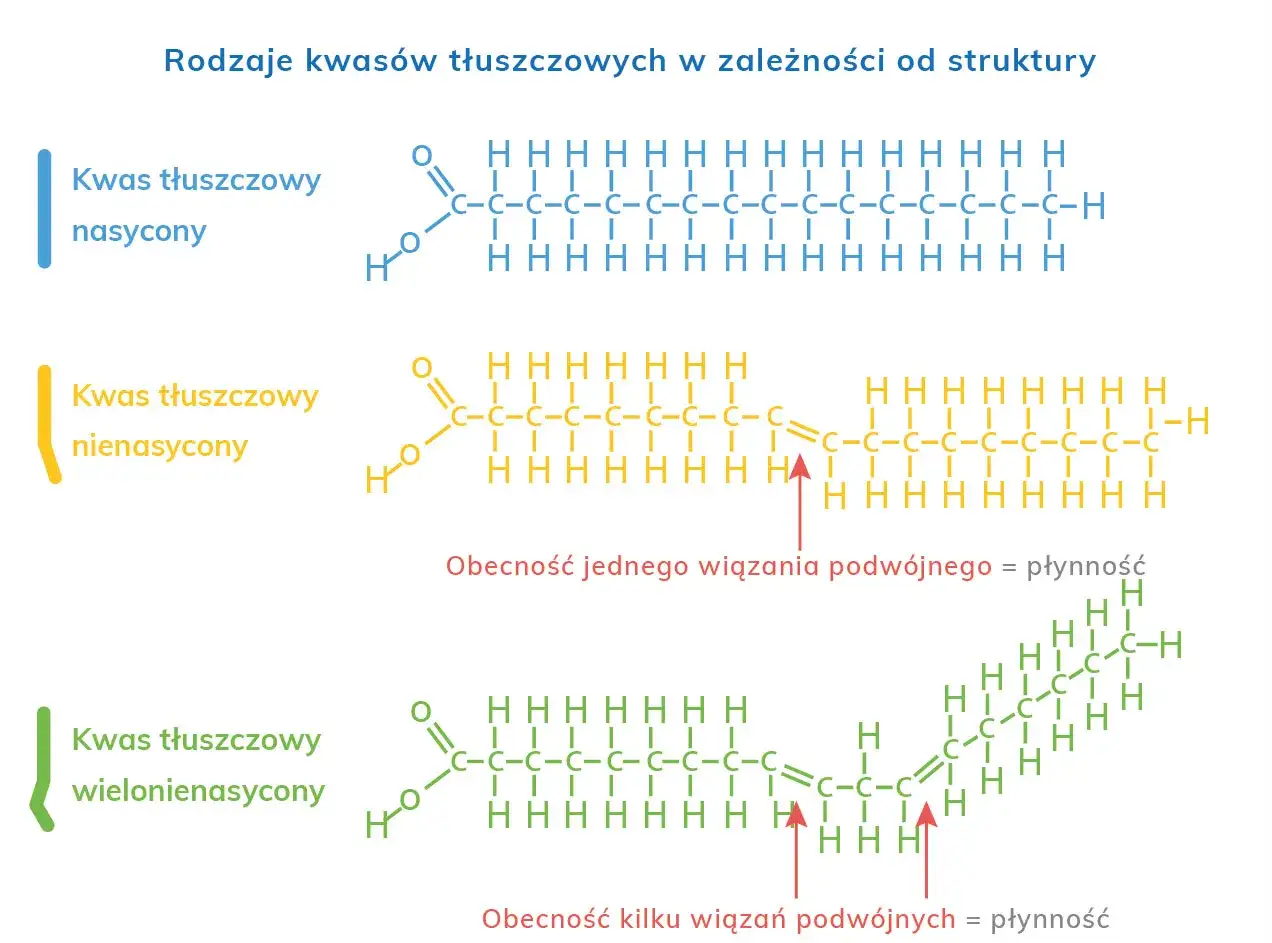 budowa kwas&oacute;w tłuszczowych nasyconych i nienasyconych