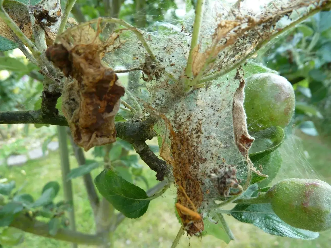 Ein Apfelbaum mit einem Gespinst der Gespinstmotte. Kleine Raupen und Kotkrümel bedecken die feinen Netze, die sich um Blätter und Zweige wickeln.