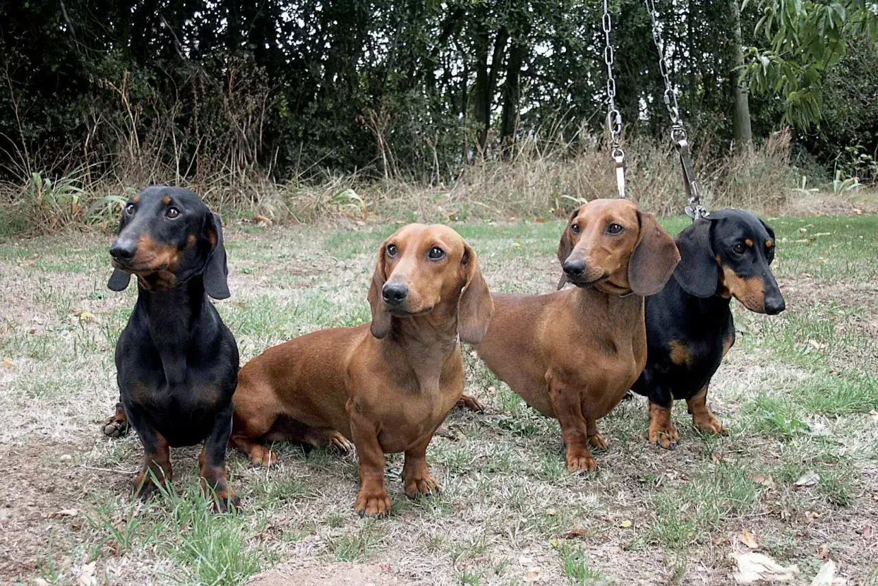 Quatre teckels &agrave; poils ras, deux noirs et deux roux, posent ensemble dans l'herbe.